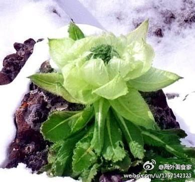 天山上吉祥的雪莲花