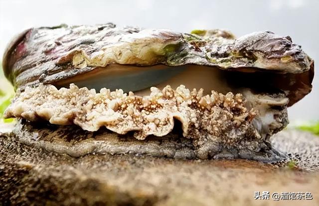 鲍鱼的生物学特性及绿色科学的人工养殖技术