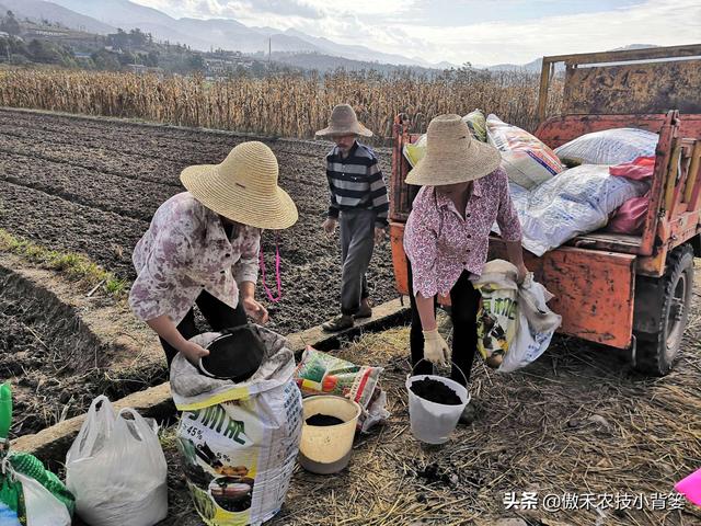 菌肥：一年用几次？什么时间用？每次用多少量？怎样使用效果好？