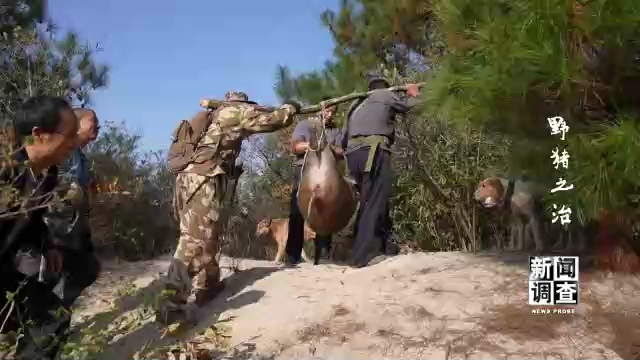 野猪之治 如何维护生态系统动态平衡？