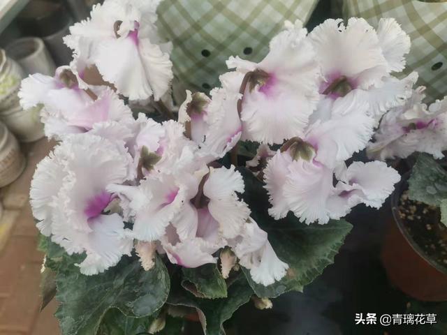 5种海棠花，养护各不同，快来看看适合你养的是哪一种？