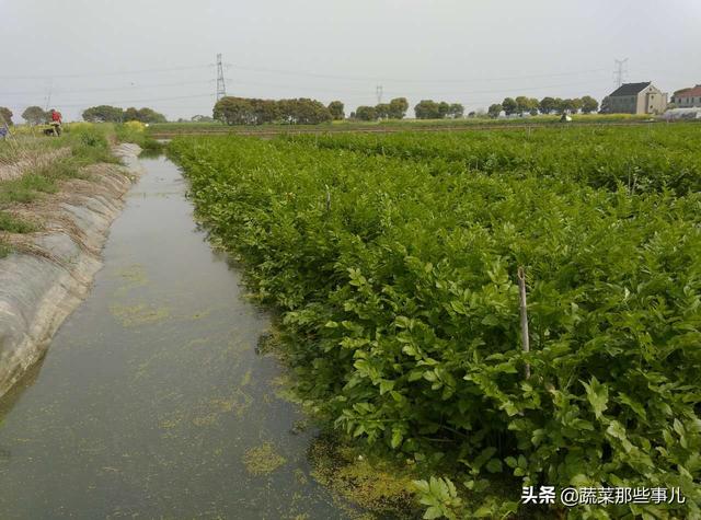 水芹种植费时费工又费力，一年只能种一茬？试试套养泥鳅新技术，优质又高产