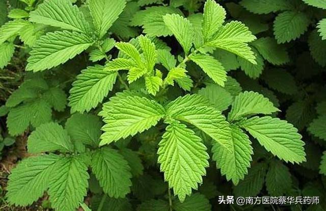 草名龙芽、药名仙鹤：上补肺肝脾，中能消积，下止泻痢，还能止血