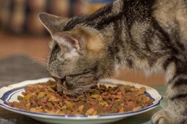 猫都是有灵性的，家猫的驯养与繁殖技术，建议收藏