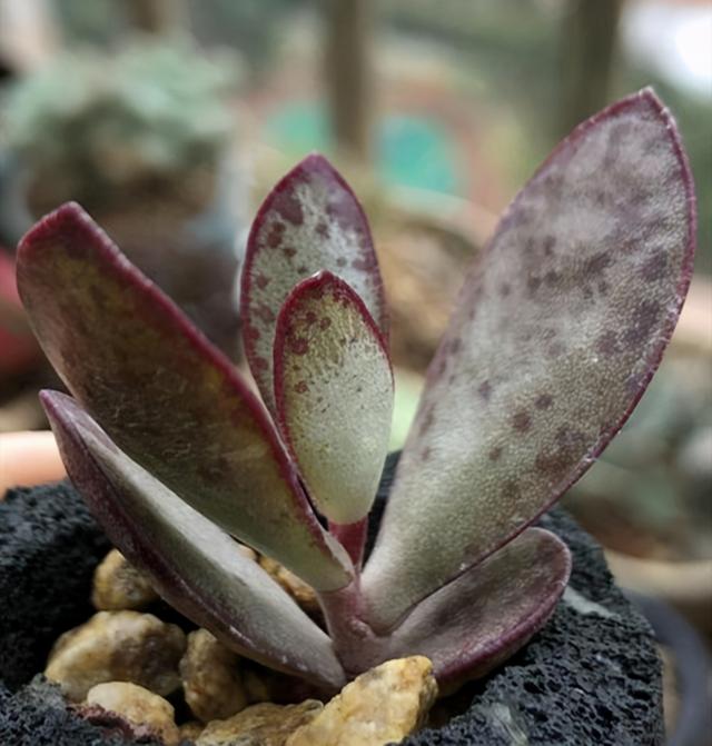 多肉植物天锦章属、瓦松属，简介神想曲、御所锦、草莓蛋糕、凤凰