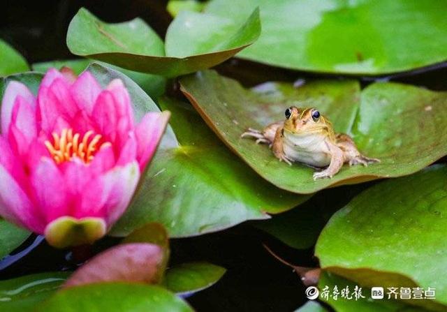 情报站｜呱呱呱！济南大明湖表情丰富的青蛙，每张都能萌化你