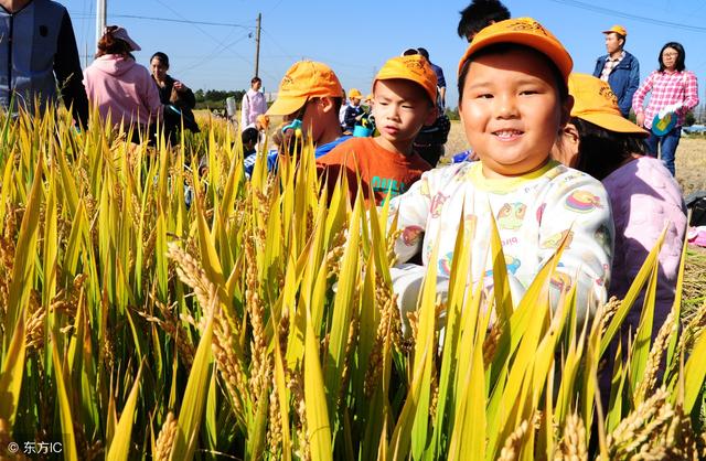 稻田养虾 打造脱贫新路线