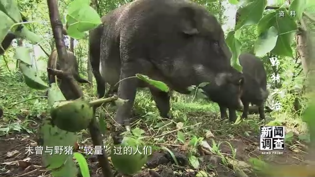 野猪之治 如何维护生态系统动态平衡？