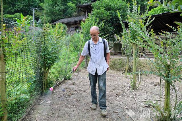 咸丰：土鸡认养唤醒“休眠”合作社