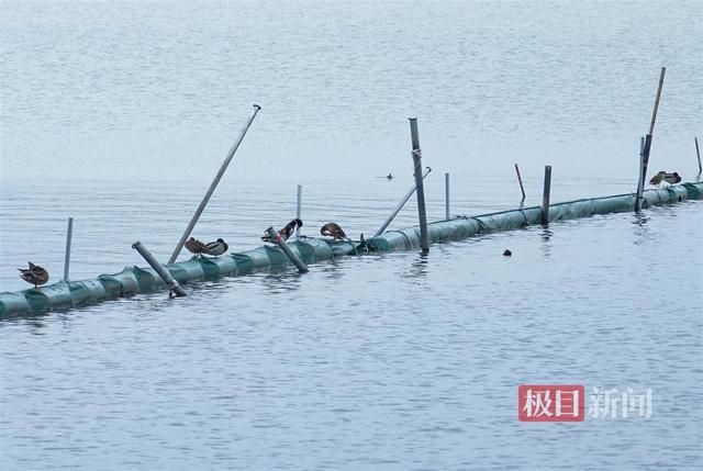 绿头鸭在武汉东湖“鸭丁兴旺”