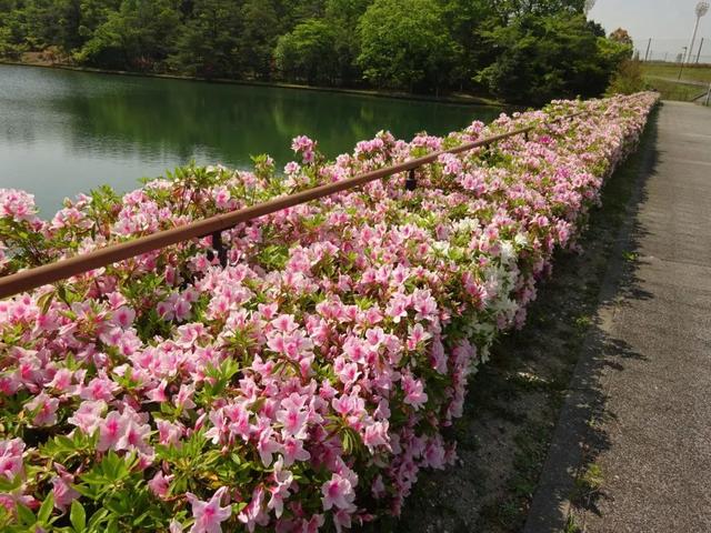 想入坑杜鹃？可以从它入手~丨小叶子有“花”招