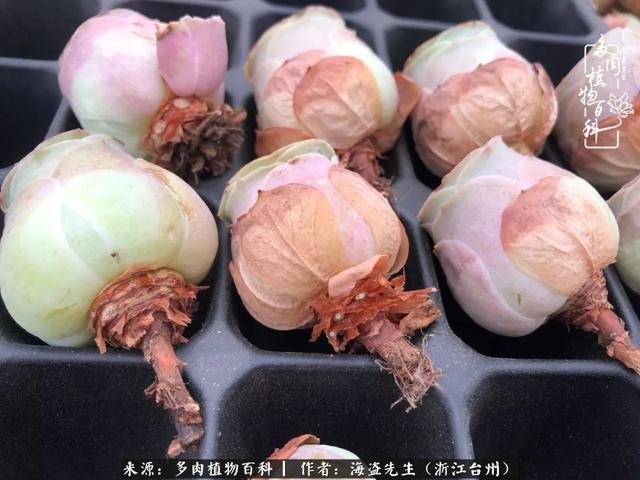 度夏中的多肉玫瑰该如何唤醒？什么时候唤醒？相关注意事项你要懂