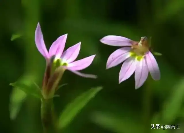 这8种水生植物，比盆栽花卉更好看且更好养