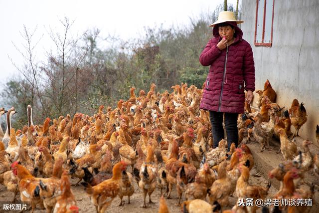 原生态土鸡整套养殖技术：一看就懂，记住这8点，你就是高手