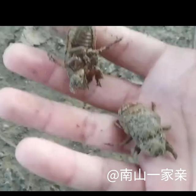 逮结了龟