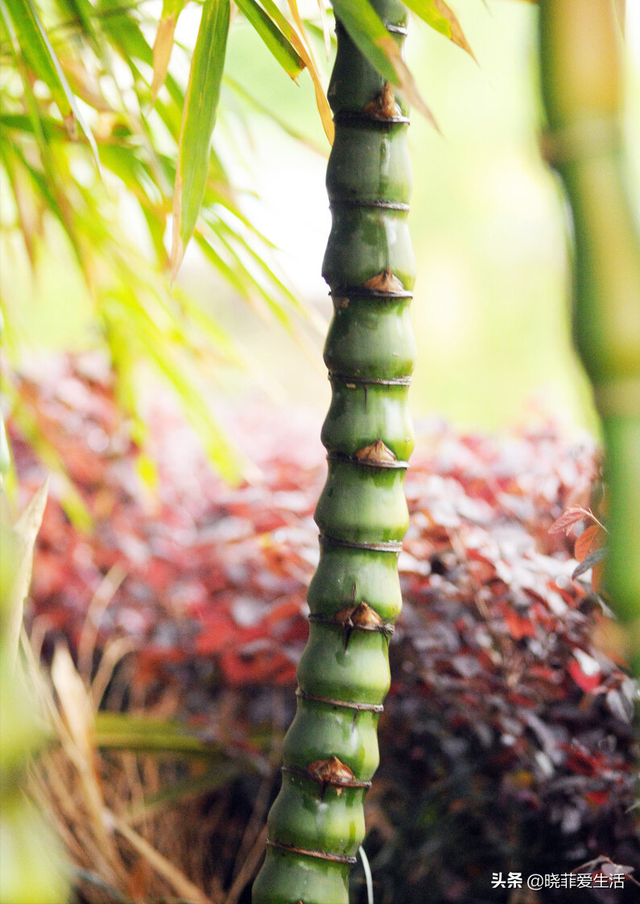 4种“财运竹”，养在客厅，富贵长寿“节节高升”