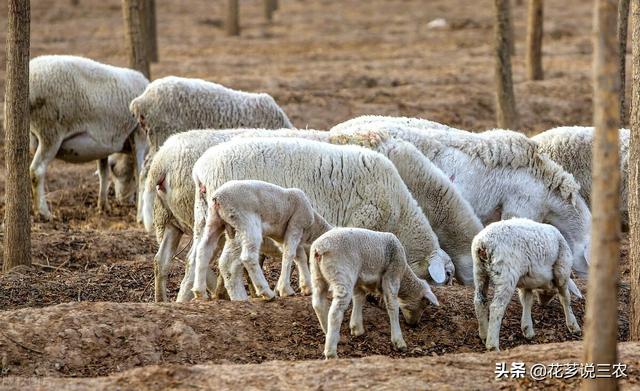 4个人合伙养羊，投资30万，3个月反目成仇散伙，他们做了些什么事