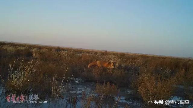 赤狐窥探狗獾的“家”，多种野生动物重现乾安大布苏保护区