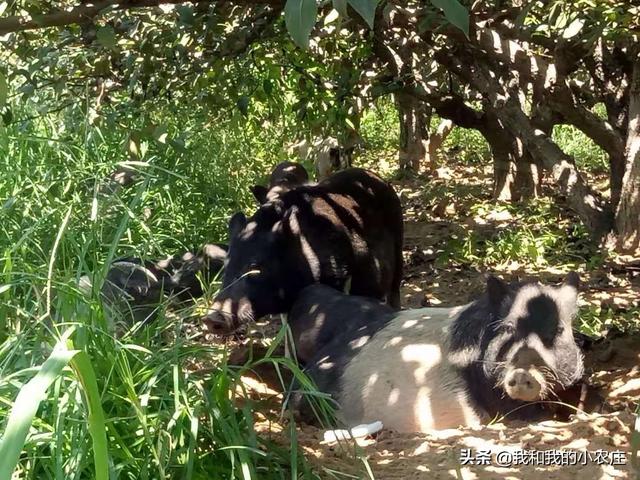 香猪林下放养可行吗？听听6年香猪养殖人谈个人亲身经历