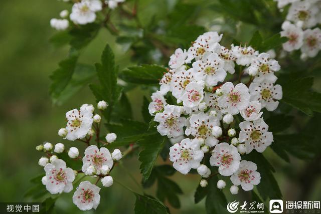 济南发布“特色林果”赏花地图 10余种花、40处赏花地等你来赏