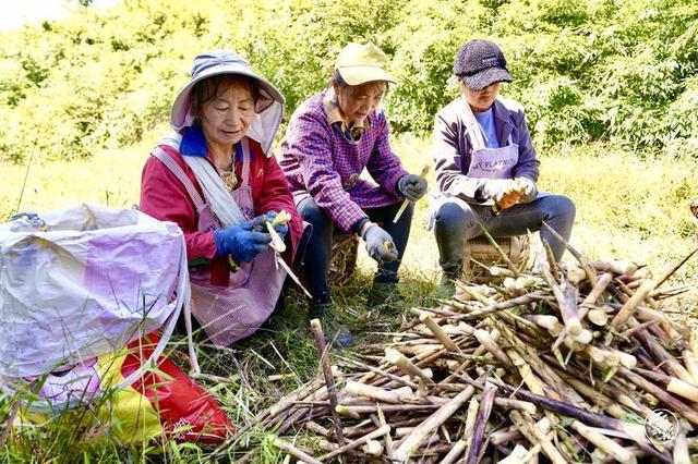 昭通威信：方竹产业绿了山头富了民