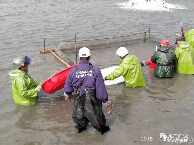 掌握这6个“秘密武器”，华东全程加饲料养殖加州鲈产量还可提高40%