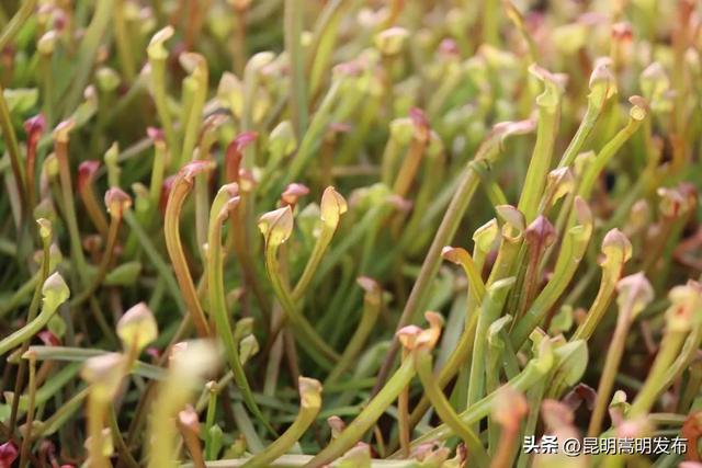 花艺新宠！嵩明有个食虫植物“千奇王国”