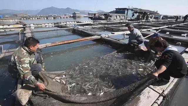 池塘养殖大黄鱼技术