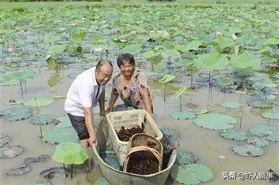 养殖小龙虾赚钱的养殖户竟都是这样去做的！想赚钱赶紧收藏