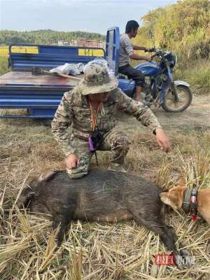 河南养殖野猪(20人出资百万成立的护农狩猎队，一年捕杀野猪74头)