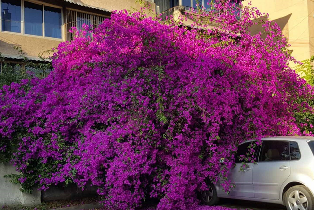 居家养殖三角梅，掌握住这4点技巧，植株花期长、花色艳