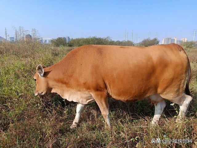 黄牛吃什么饲料长得快？养黄牛饲料的最佳配方，养黄牛要先看完