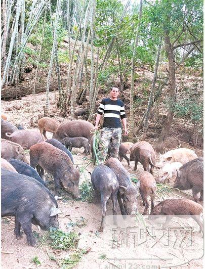 云南村民养殖特种野猪大受欢迎