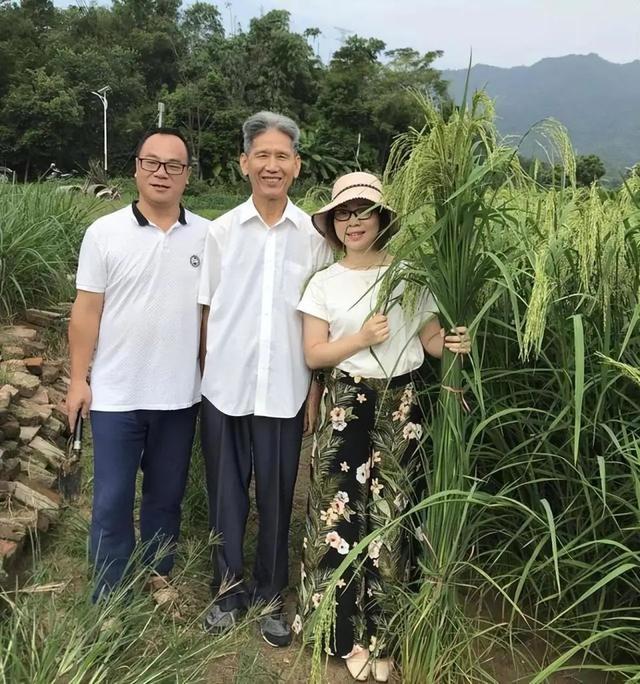 竹子和水稻竟能杂交？生出来的竹稻最高近2米，还带有竹子清香