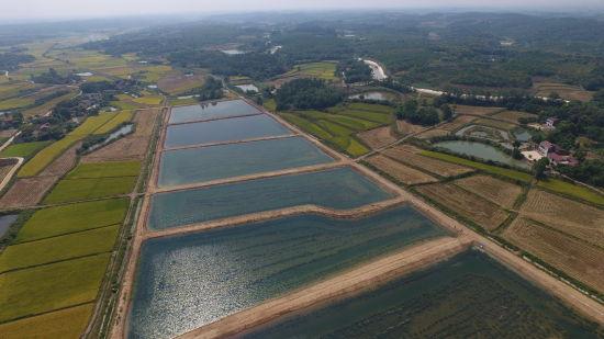 湖北漳河水打造清水虾 中楚“三白虾”有笔生态账