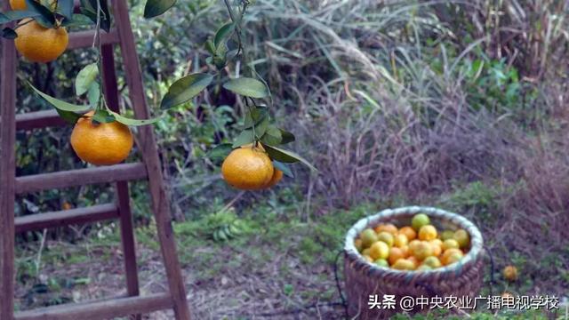 【农广天地】矮树上结出香甜的果、跨界才子养出善飞的鸭