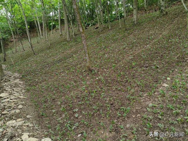 “苦”黄连孕育“甜”日子 林下种植中药材 让青山变成金山