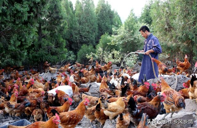 养鸡的成本与利润，算一算就知道怎么养鸡最赚钱