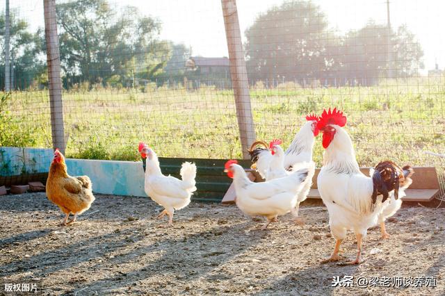 原生态土鸡整套养殖技术：一看就懂，记住这8点，你就是高手