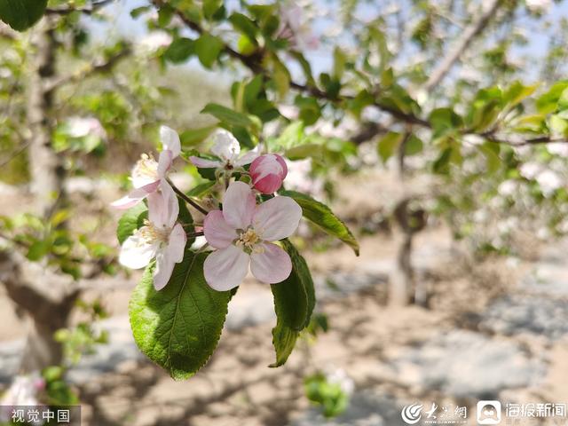 济南发布“特色林果”赏花地图 10余种花、40处赏花地等你来赏