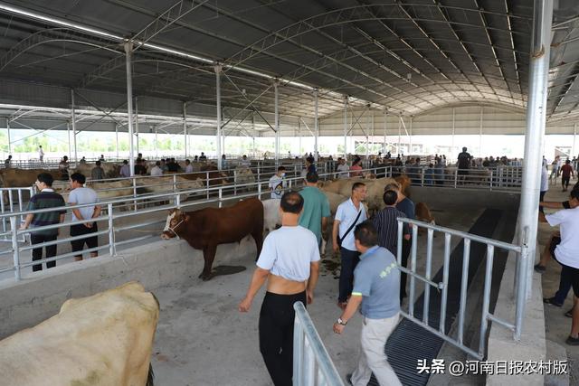 豫西最大肉牛交易市场在洛阳市洛宁县景阳镇开市