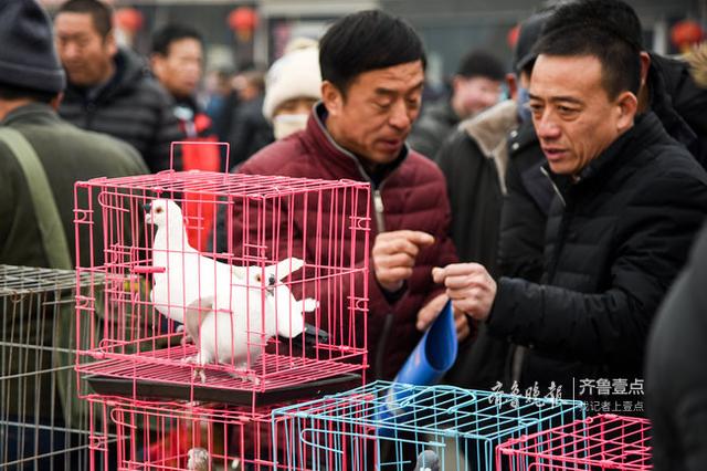 以鸽会友！500年历史恩城鸽子会聚起千万产业……