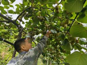 陕西野兔养殖(通信尖兵变身果树达人)