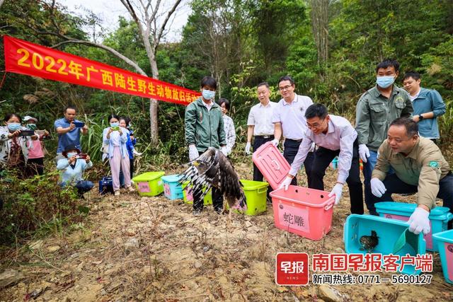 豹猫、蛇雕、仓鸮……广西这33只“神奇动物”回家了