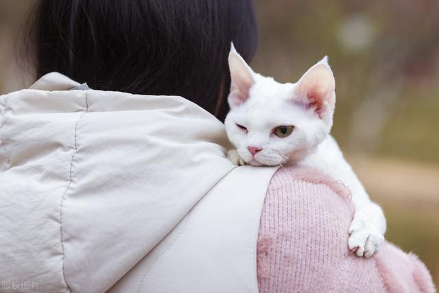 猫都是有灵性的，家猫的驯养与繁殖技术，建议收藏