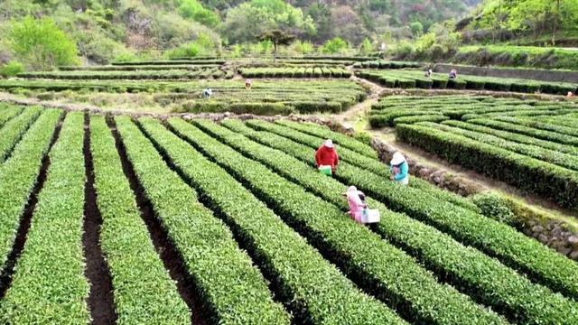 孝昌周巷：新村企共建模式 打造万亩生态茶园