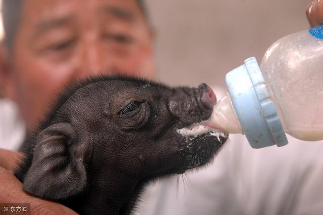 农村散养藏香猪赚钱吗？优势在哪里？1分钟带你了解香猪养殖前景