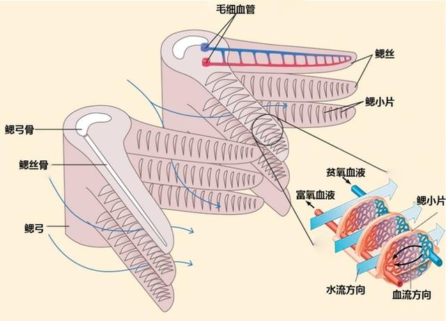 离开水也能存活的鱼，它们是这样呼吸的