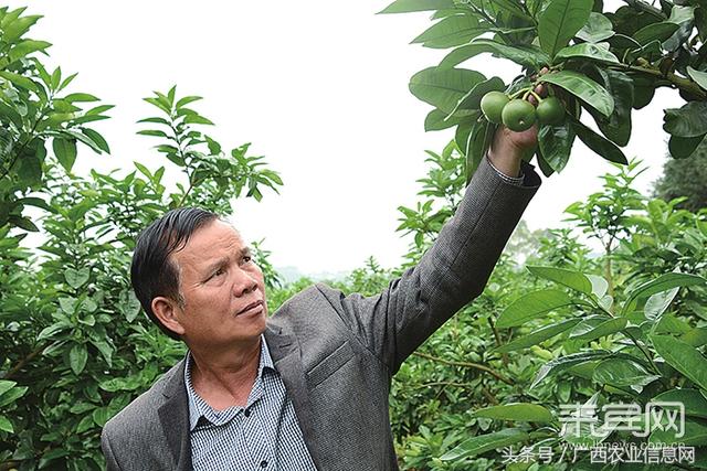 「广西产业扶贫」“科技种养大王”潘东榉、陈绍斌