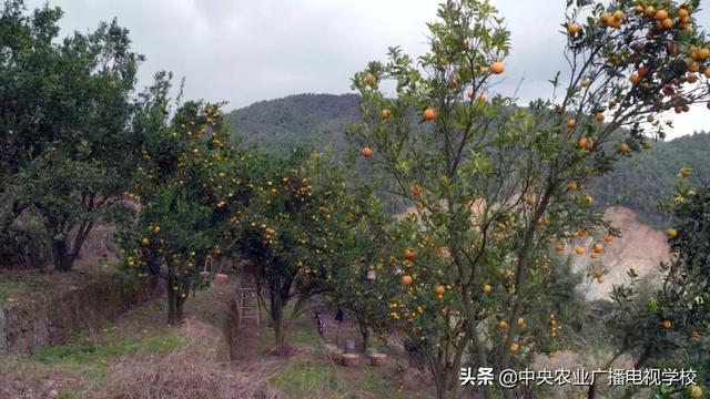 【农广天地】矮树上结出香甜的果、跨界才子养出善飞的鸭